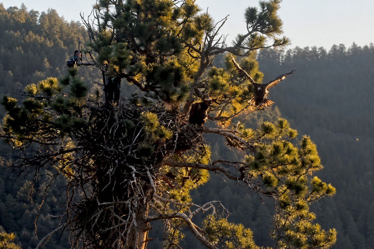 Big Bear eaglet Sandy takes first flight after dramatic 'fludge' fall