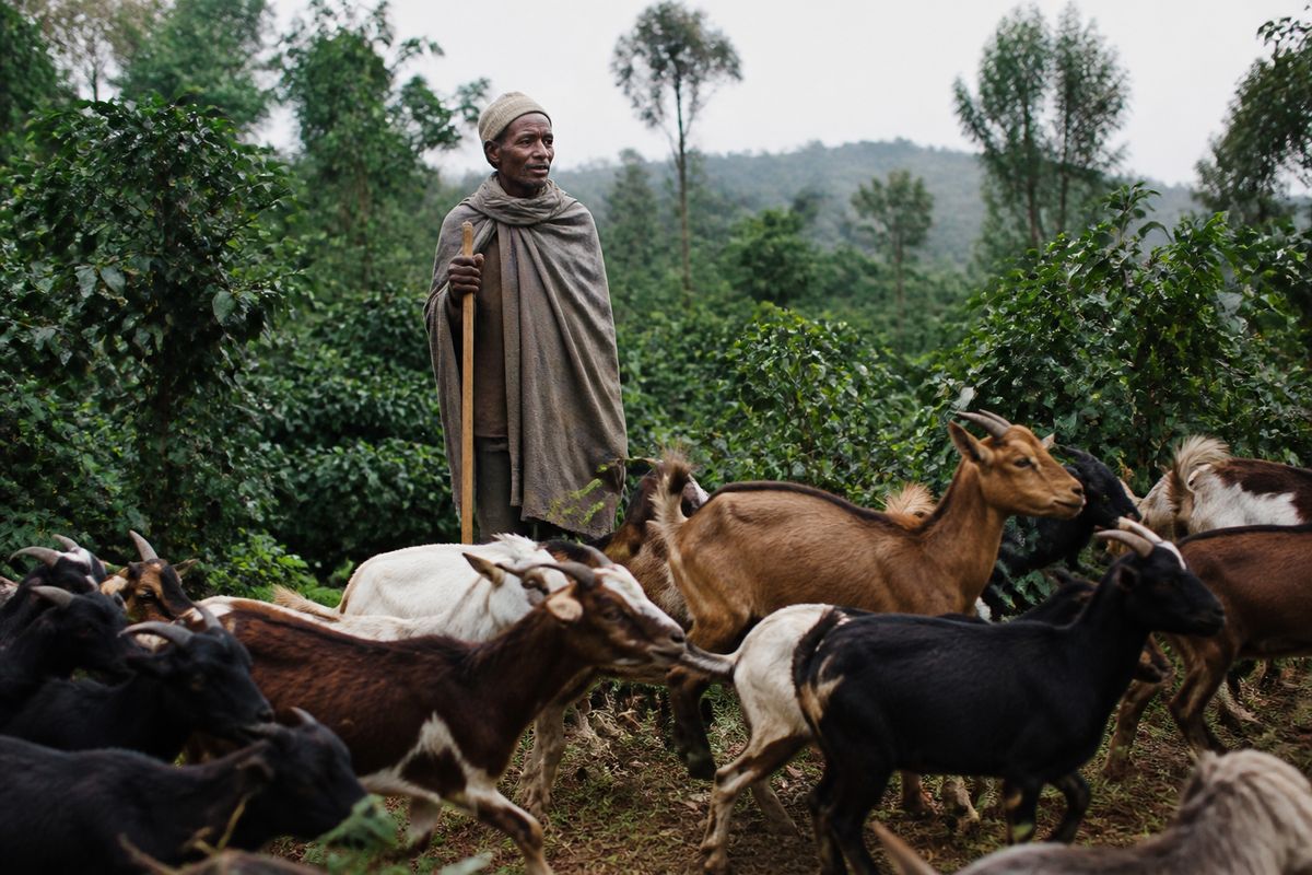 Ethiopian goat herder watching lively goats near coffee bushes