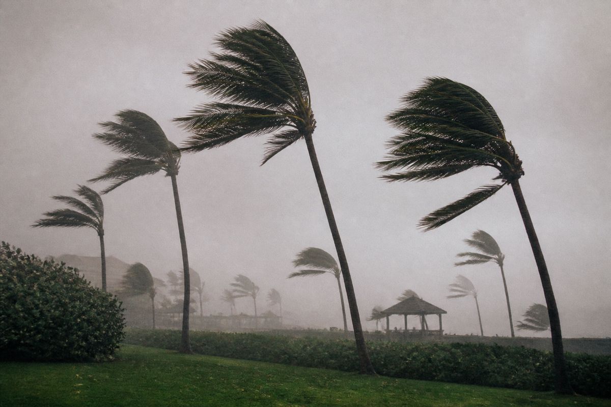 Palm trees bending sharply in heavy hurricane winds