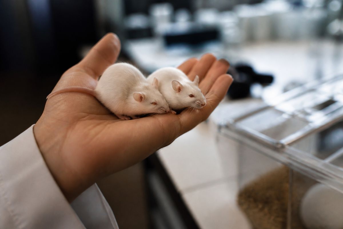 Laboratory mice in a researcher’s hand during study session