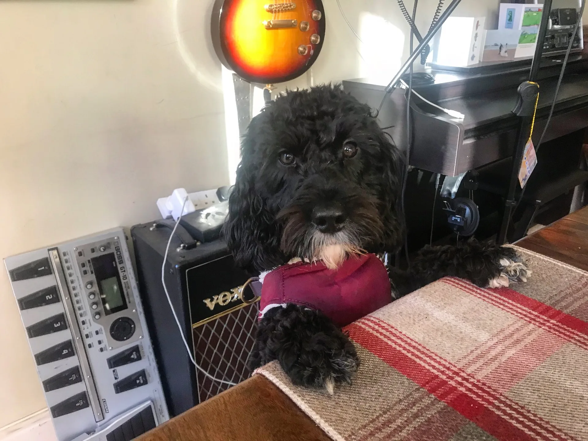 Philease Dogg Daycare